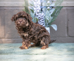 Puppy Callum Poodle (Miniature)