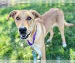 TOBY - Male Labrenees Dog for Adoption - Small photo