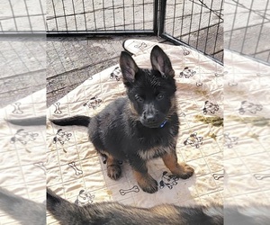 German Shepherd Dog Puppy for sale in RICE LAKE, WI, USA