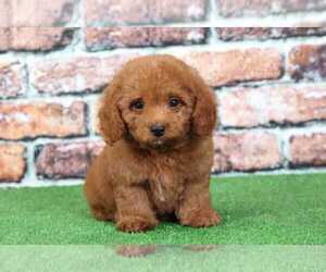 Goldendoodle Puppy for sale in BEL AIR, MD, USA