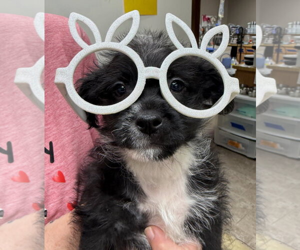 Medium Photo #2 Mutt Puppy For Sale in GILBERTS, IL, USA