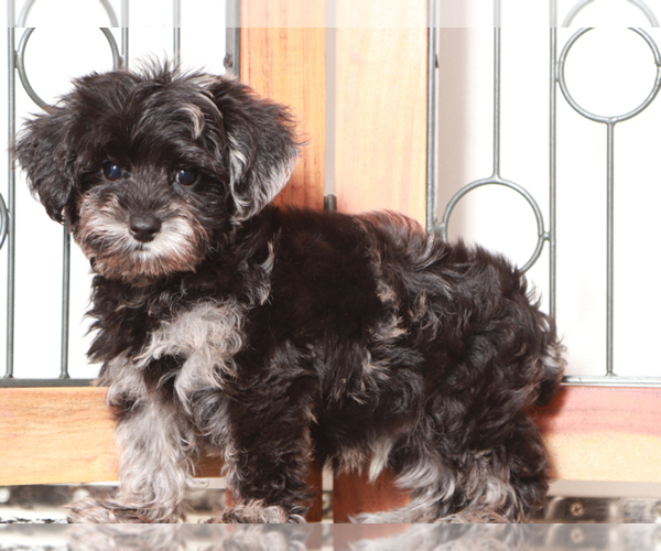Medium Photo #2 YorkiePoo Puppy For Sale in NAPLES, FL, USA