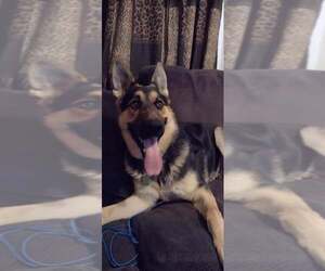 German Shepherd Dog Puppy for sale in CHARLEROI, PA, USA
