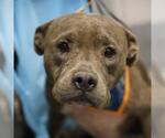 RUBY - Female American Staffordshire Terrier-Unknown Mix Dog for Adoption - Small photo