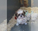 Small Photo #15 Shih Tzu Puppy For Sale in CARROLLTON, GA, USA