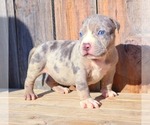 Small Photo #19 American Bully Puppy For Sale in LOS ANGELES, CA, USA
