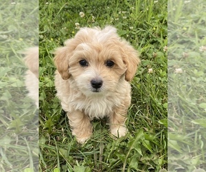 Maltese-Poodle (Toy) Mix Puppy for sale in SENECA FALLS, NY, USA