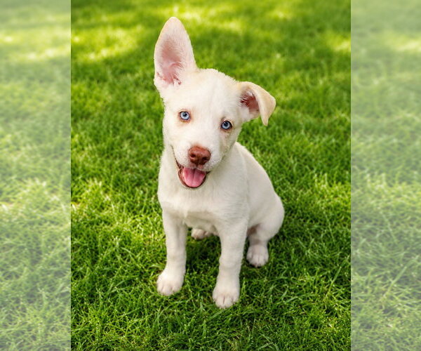 Medium Photo #1 Goberian Puppy For Sale in Cumming, GA, USA