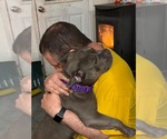 Small #2 American French Bull Terrier