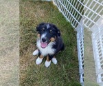 Small Photo #3 Australian Shepherd Puppy For Sale in WASHOUGAL, WA, USA
