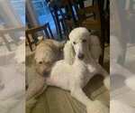 Small Photo #1 Labradoodle mix (+ Poodle Standard) Puppy For Sale in SPRING HILL, FL, USA