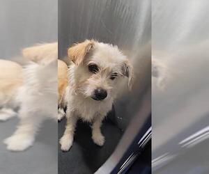 Mutt Dogs for adoption in San Antonio, TX, USA