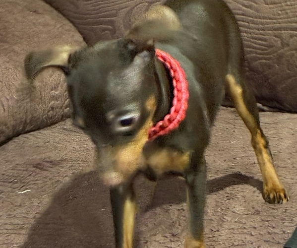 Medium Photo #2 Miniature Pinscher Puppy For Sale in HIGHLAND, IN, USA