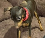 Small #1 Miniature Pinscher