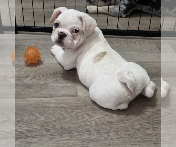 Medium Photo #3 French Bulldog Puppy For Sale in CHANDLER, AZ, USA