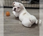 Small #2 French Bulldog