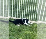Small Photo #3 Border Collie Puppy For Sale in WOLCOTT, IN, USA
