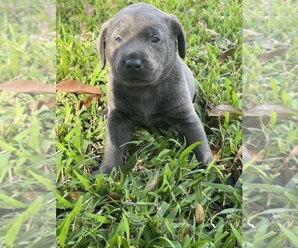 Medium Photo #4 Labrador Retriever Puppy For Sale in KISSIMMEE, FL, USA