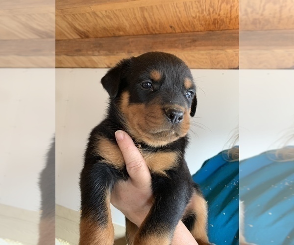 Medium Photo #12 Rottweiler Puppy For Sale in OAK GLEN, CA, USA