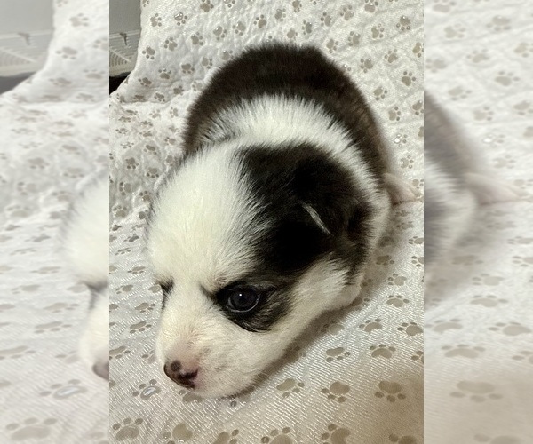 Medium Photo #14 Pomsky Puppy For Sale in NASHUA, NH, USA