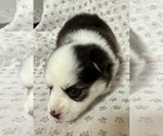 Small #2 Pomsky