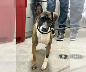 Rat Terrier Dogs for adoption in Forestville, MD, USA