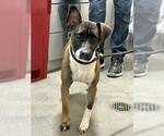 *SHEILA - Female Rat Terrier Dog for Adoption - Small photo