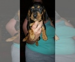 Small Photo #2 Basschshund Puppy For Sale in JAY, OK, USA