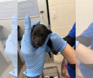 German Shepherd Dog Dogs for adoption in San Bernardino, CA, USA