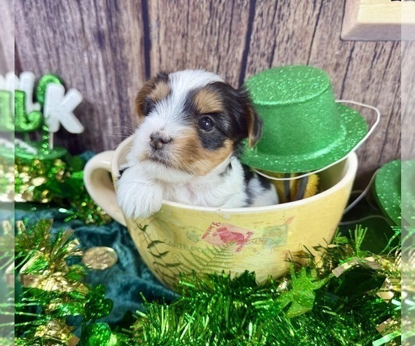 Medium Photo #5 Maltese Puppy For Sale in CASSVILLE, MO, USA