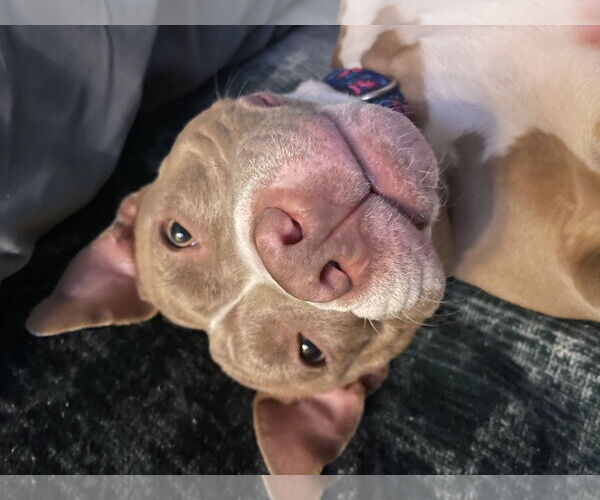 Medium Photo #8 American Pit Bull Terrier-Unknown Mix Puppy For Sale in Spring Lake, NJ, USA