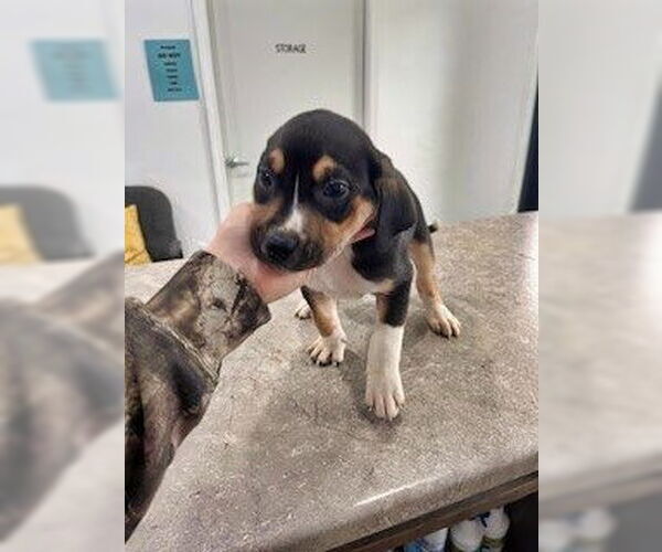 Medium Photo #1 Beagle-Unknown Mix Puppy For Sale in Minneapolis, MN, USA