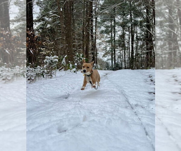 Medium Photo #2 Coonhound-Rhodesian Ridgeback Mix Puppy For Sale in Raleigh, NC, USA