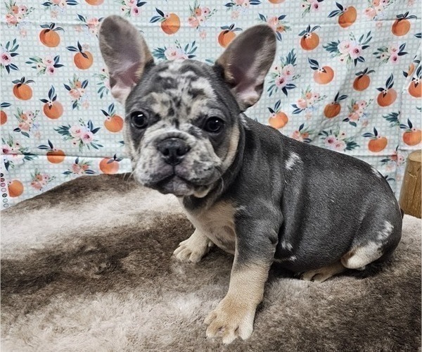 Medium Photo #3 French Bulldog Puppy For Sale in BLAKESBURG, IA, USA