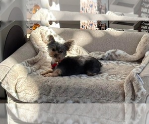 Father of the Yorkshire Terrier puppies born on 07/30/2025