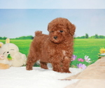 Small Photo #7 Poodle (Toy) Puppy For Sale in MANHATTAN, NY, USA