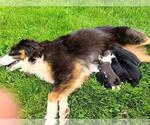 Small Photo #1 Miniature American Shepherd-Poodle (Toy) Mix Puppy For Sale in CLARE, MI, USA