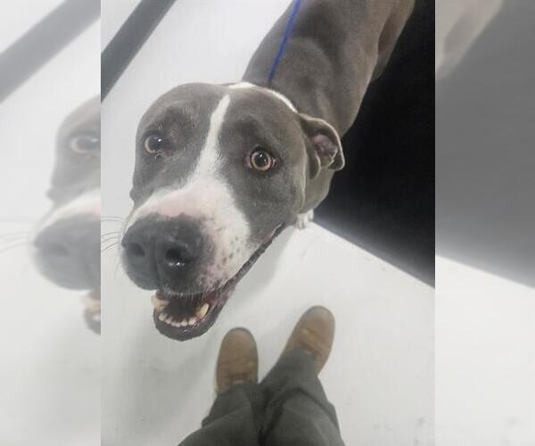 Medium Photo #1 American Pit Bull Terrier Puppy For Sale in Temple, TX, USA