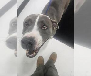 American Pit Bull Terrier Dogs for adoption in Temple, TX, USA