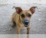Small Photo #6 Mutt Puppy For Sale in Jackson, MS, USA