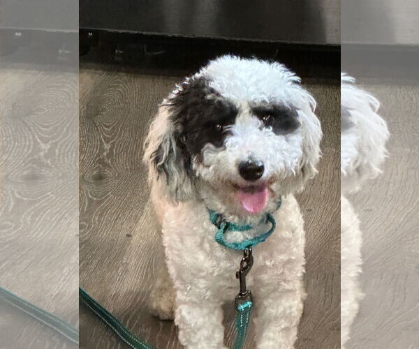 Medium Photo #2 Poodle (Toy) Puppy For Sale in Fort Wayne, IN, USA