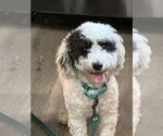 Small #1 Poodle (Toy)