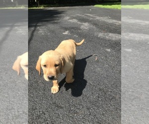 Labrador Retriever Puppy for sale in MILFORD, PA, USA