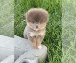 Small Pomeranian