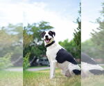 Small #12 Collie Mix