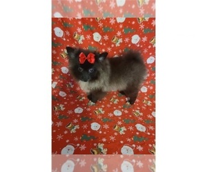 Pomeranian Puppy for sale in CLARKSVILLE, TN, USA