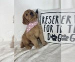 Small #2 Golden Retriever