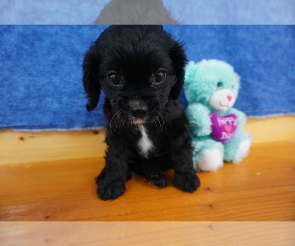 Medium Photo #1 Cavalier King Charles Spaniel Puppy For Sale in CHILTON, WI, USA