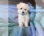Small #4 Maltese