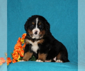 Bernese Mountain Dog Puppy for sale in COCHRANVILLE, PA, USA